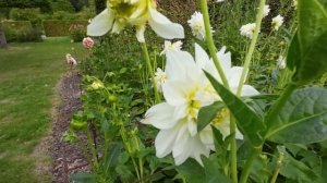 DAHLIA WHITE PERFECTION IN PARK VORDENSTEIN SCHOTEN 2022