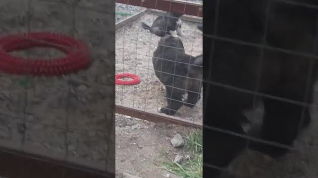 Щенки кавказской овчарки смотреть онлайн