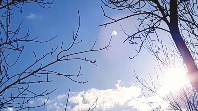 Теплый Февраль #временагода #video #nature