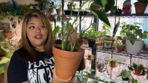 MY PHILODENDRON COLLECTION AND PHILODENDRON CARE TIPS