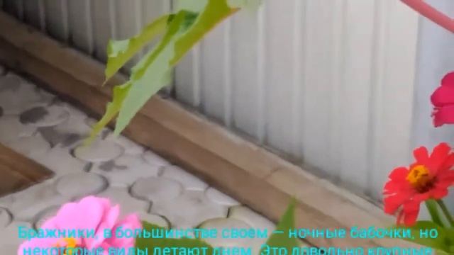 Бабочка с виду похожа на моль. Колибри Бражник.