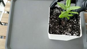 Пересадка растения. Адениумы из семян. 1 месяц.