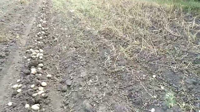 Самодельная картофелекопалка с ДВС,копаем урожай 2019.