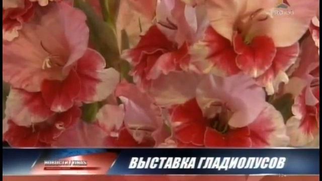 выставка гладиолусов смотреть онлайн