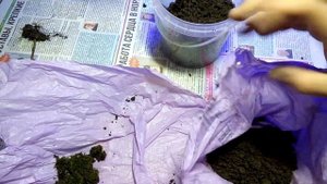 Канадский клён в домашних условиях