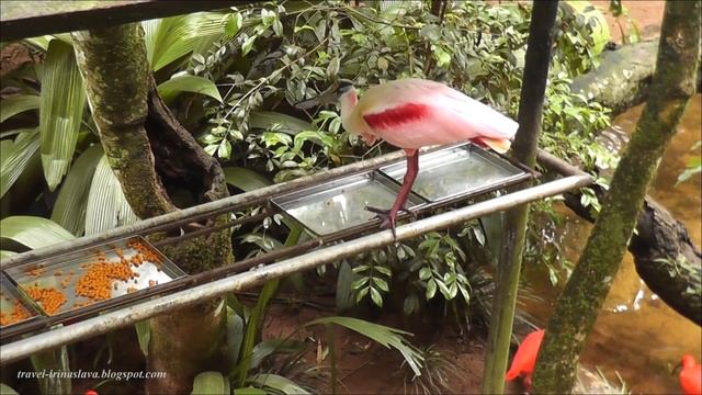 Парк ПТИЦ в Фос ду Игуасу, Бразилия смотреть онлайн