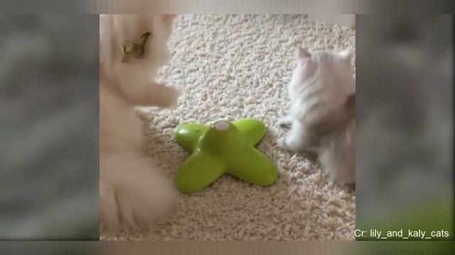 Смешные животные #40 смотреть онлайн