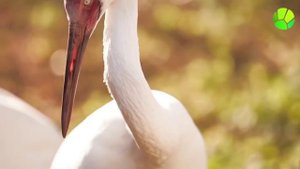 Tricolor TV Magazine. Выпуск 6