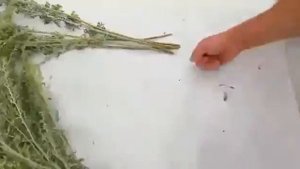 Полынный веник. Как вязать веники. Полезные свойства. Сушим веники из полыни.