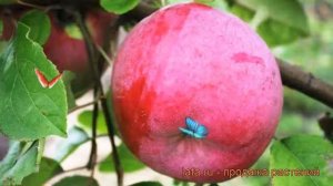 Яблоня обыкновенная Брянское (malus) ? яблоня Брянское обзор: как сажать саженцы яблони Брянское