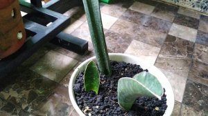 Sansevieria Sinus Zimbabwe