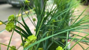 124 килограмма мяса для шаурмы! Вкусные денеры. / Узбекская уличная еда