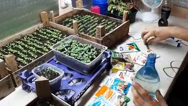 ПЕРВАЯ ПОДКОРМКА ПЕТУНИИ ДЛЯ ЛУЧШЕГО РОСТА корней чем подкормить петунию.mp4