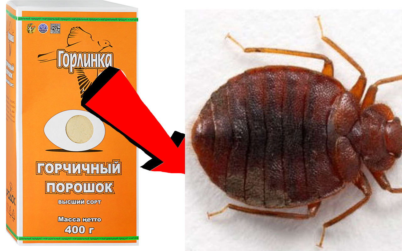 Как избавиться от клопов за 3 минуты!