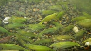 bobstropicalplants.com Caridina babaulti green shrimp