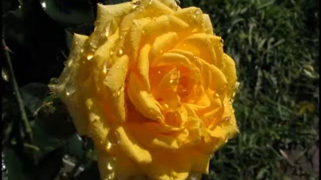 Желтые розы. Символ благополучия и богатства смотреть онлайн