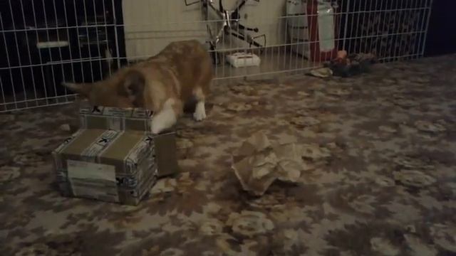 интеллектуальные игры для корги смотреть онлайн