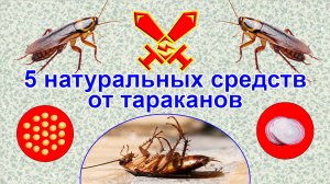 5 натуральных средств от тараканов.mp4