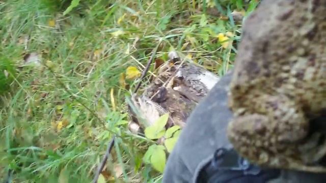 Царевна-лягушка:) смотреть онлайн