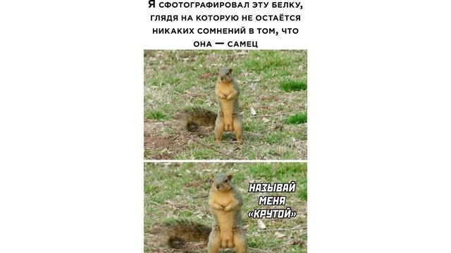 Эти штуки предсказывают входящие звонки на телефон))) Приколы | Мемозг 787 смотреть онлайн