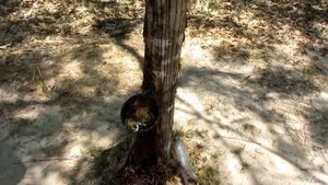 добыча каучука