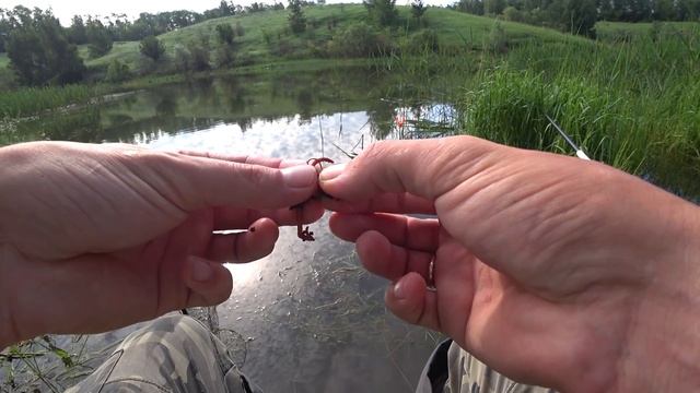Рыбалка на утренней зорьке на маховую удочку. Активный клев карася. смотреть онлайн