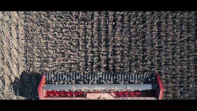 капеллорус | HELIANTHUS | SUNFLOWERS смотреть онлайн