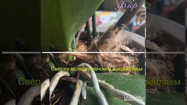 Как вырастить детку на орхидее. смотреть онлайн