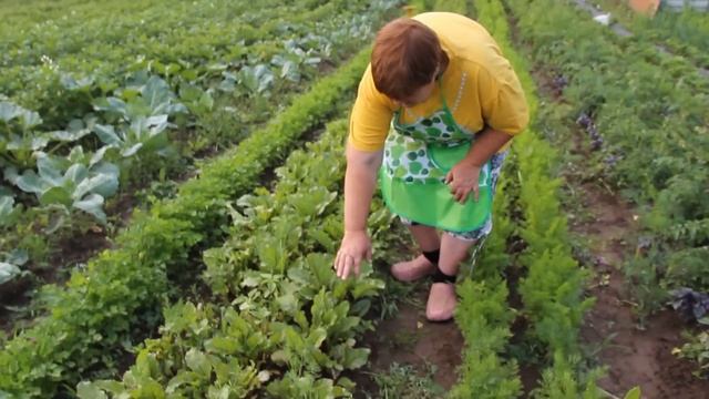 Как вырастить свеклу. И немного об укропе. смотреть онлайн