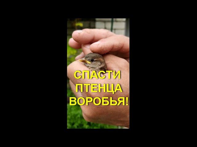 #SHORTS Птенец воробья / Спасение птички от собак/ Sparrow Chick / Rescuing a Bird from Dogs