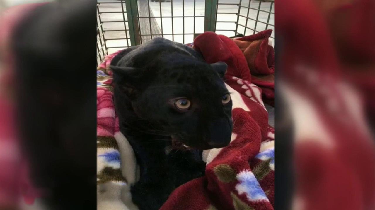 Пантера во Франции: гуляла по крышам, заглядывала в окна Пантера во Франции: гуляла по крышам, заглядывала в окна