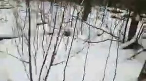 Байкал-лайка, охота на куницу,