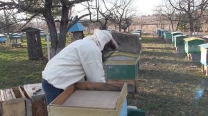 Пчеловодство №91 Сила пробиотиков в пчеловодстве