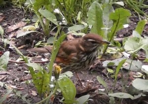 Дрозд белобровик, Антоново, Великий Новгород 04.06.2022