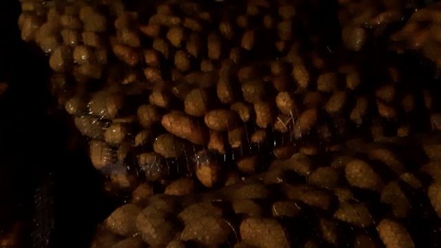 Обзор посевного материала картофеля ривьера на сезон 2021. смотреть онлайн