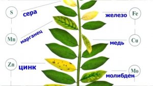 Почему желтеют листья у Пеларгонии! Что делать?