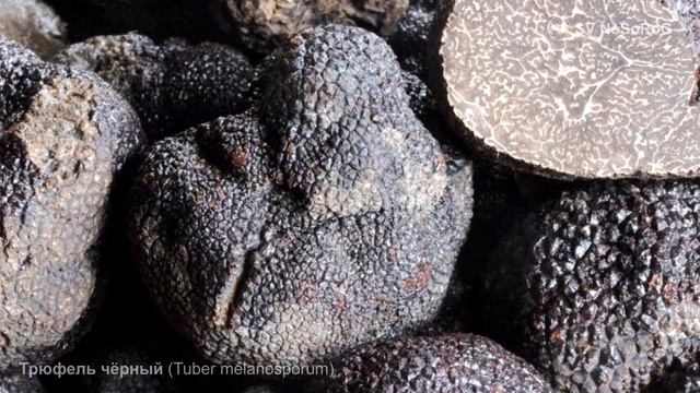 Трюфель чёрный (Tuber melanosporum)