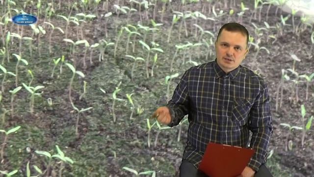 ЛУННЫЙ КАЛЕНДАРЬ, ЛИПКАЯ ПЕТУНИЯ, ПЛОХАЯ РАССАДА-ОТВЕТЫ НА ВАШИ ВОПРОСЫ. смотреть онлайн