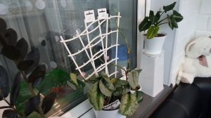 16.12.2023 г Комнатные растения в моём доме/ Комнатные цветы в декабре на балконе