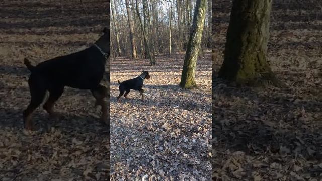 Доберман в режиме АНТИЛОПА смотреть онлайн