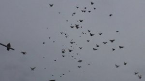 Николаевские голуби у Михаила в Заветном (Крым)
