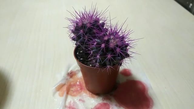 Подарили кактус?!!)))???? смотреть онлайн