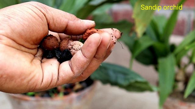 Care of Terrestrial or Ground Orchids।।Ideal potting Soil।।Sandip Orchid।। смотреть онлайн