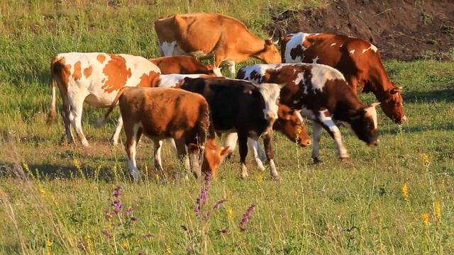 На дальней станции сойду... смотреть онлайн