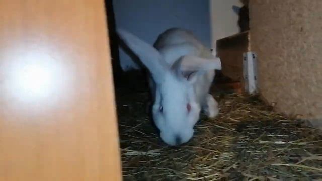 Кролики зимой. Утепление маточника в клетке. 100 подписчиков на канале. смотреть онлайн