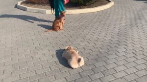 Мопсовлог #47 Хлоя получила от кота 😬