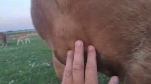 Пасем лошадей и играем с жеребятами