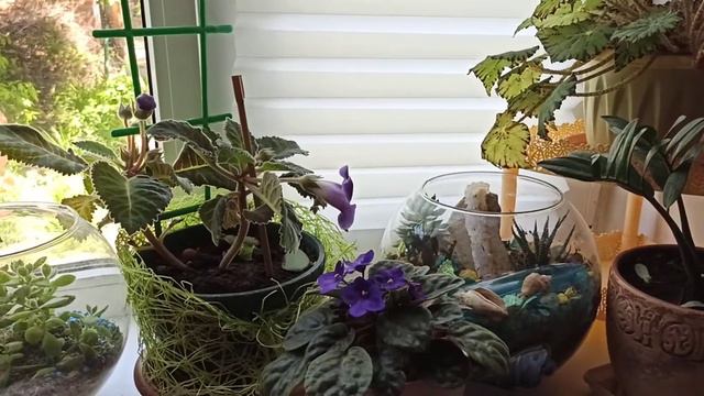 #цветы #защитаотсолнца Защита цветов от палящего солнца.