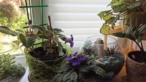 #цветы #защитаотсолнца Защита цветов от палящего солнца.