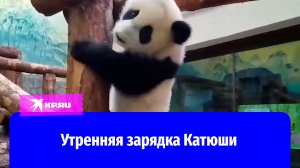 Утренняя зарядка панды Катюши из московского зоопарка